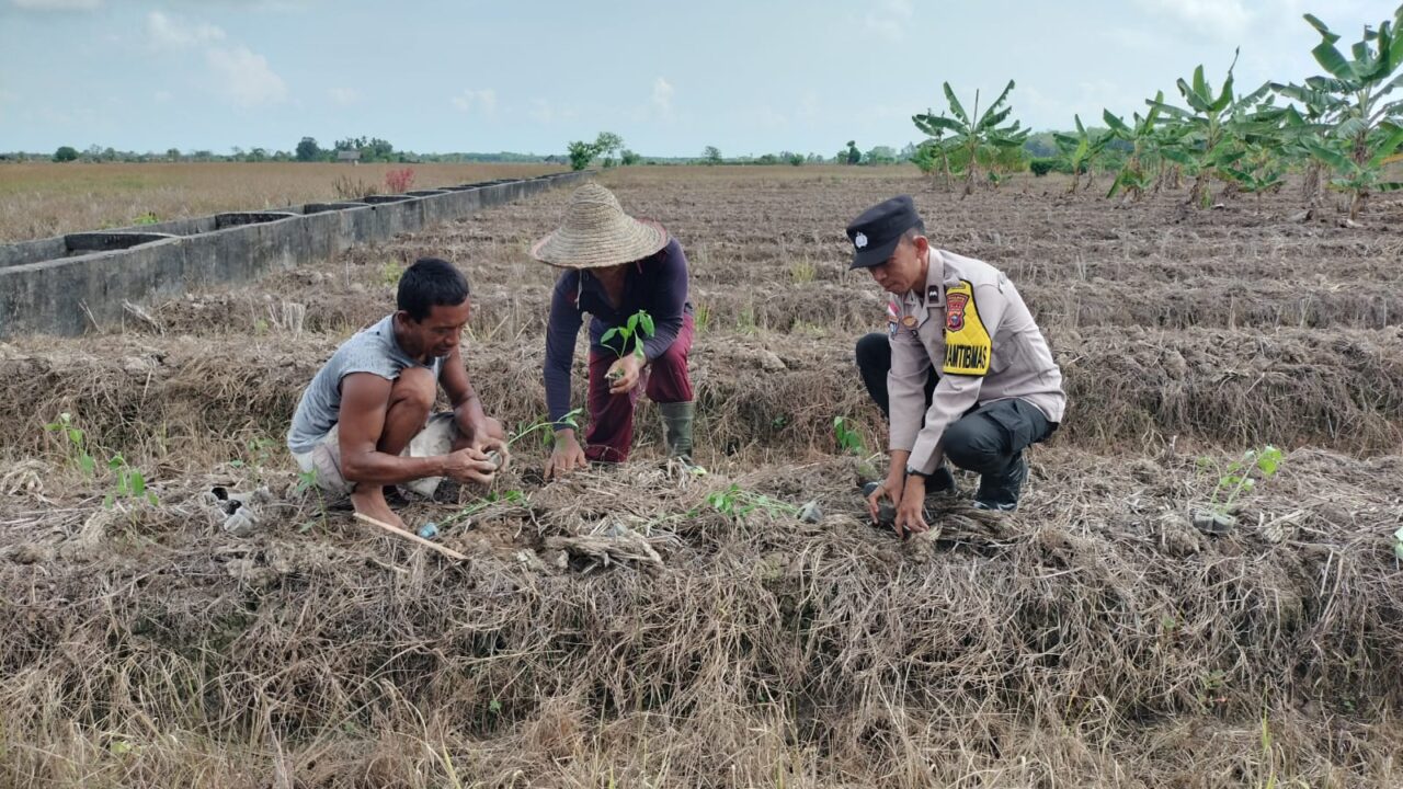 Bhabinkamtibmas Desa Mentayan Turut Tanam Bhabinkamtibmas Desa Mentayan Turut Tanam Cabe Rawit Bersama Warga, Dukung Ketahanan Pangan Nasional