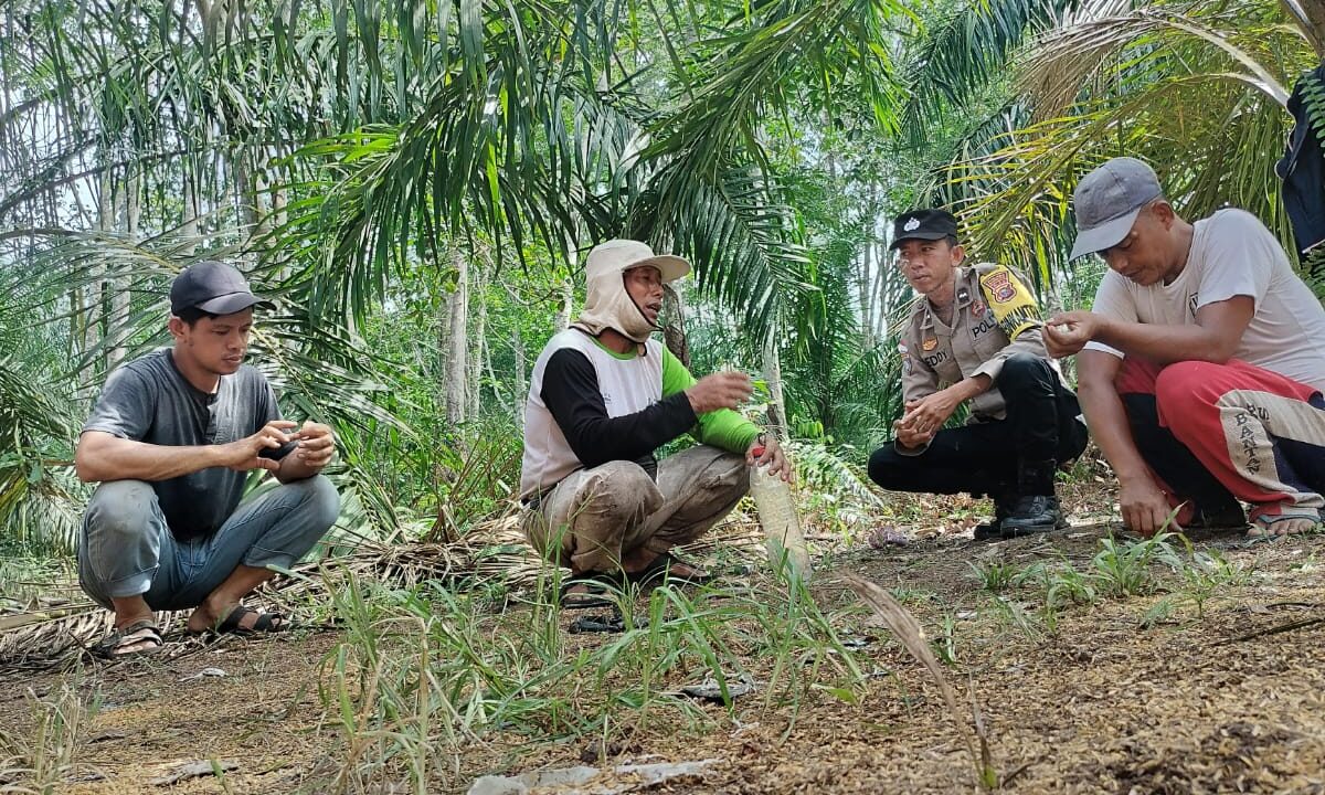 Bhabinkamtibmas Desa Mentayan Tinjau Lokasi Penanaman Jagung, Dukung Program Swasembada Pangan