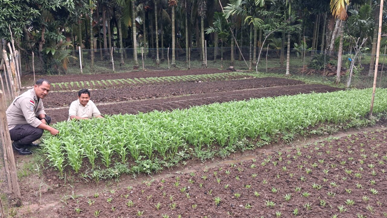 Dukung Ketahanan Pangan, Kanit Bimas Polsek Bantan Sambangi Petani Kangkung dan Bayam di Selat Baru