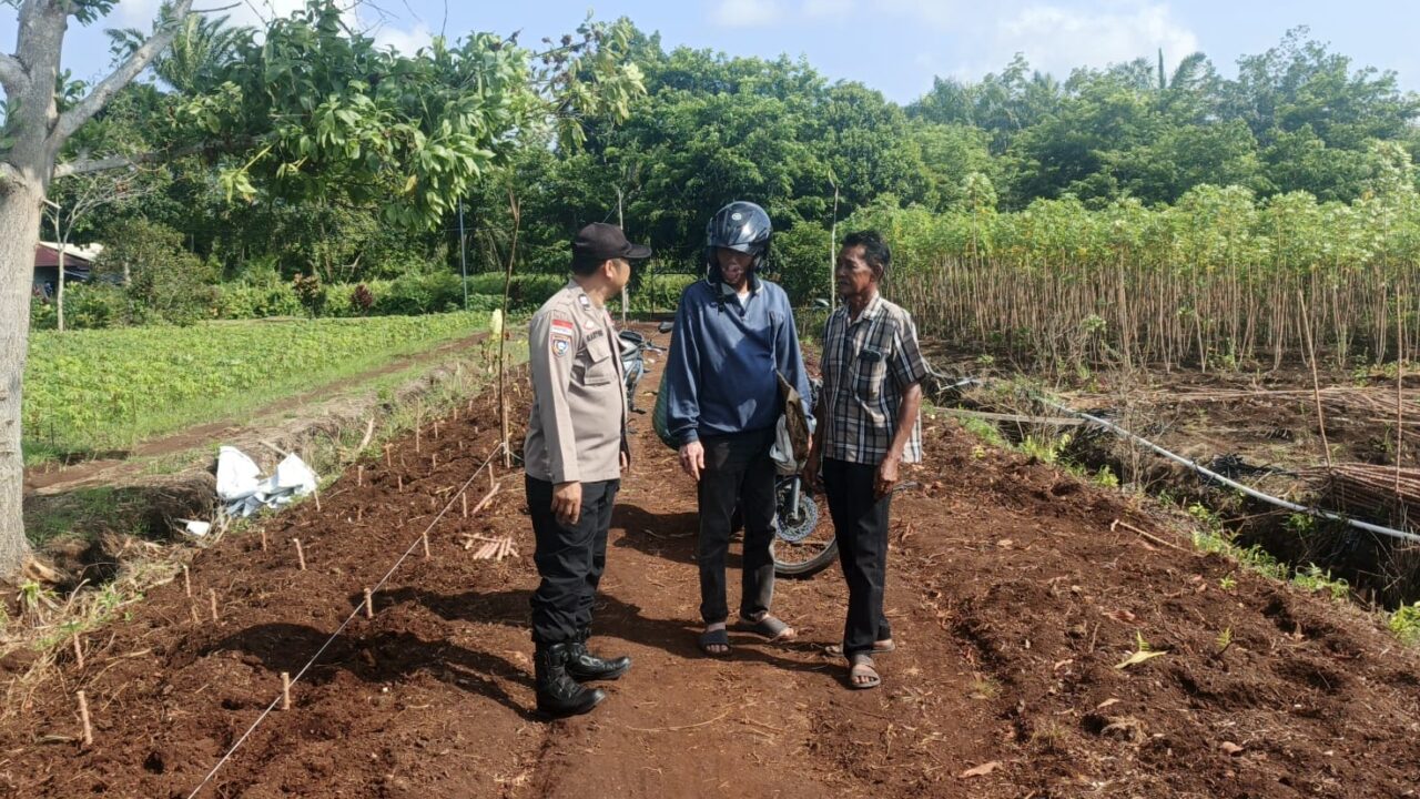 Dukung Swasembada Pangan, Polisi Cinta Petani Sambangi Petani Ubi Kayu di Desa Bantan Sari